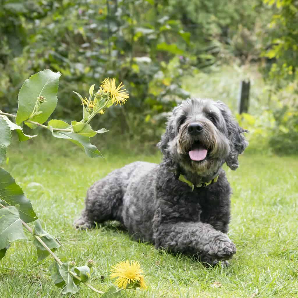 hond in tuin, foto Yvonne Mol
